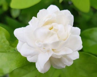 Jasminum Sambac / Kodai Malli / Jazmín árabe