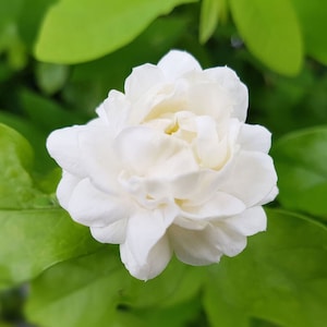 Peut inclure: Une seule fleur de jasmin blanche avec de multiples pétales, en fleurs sur un fond de feuilles vertes.