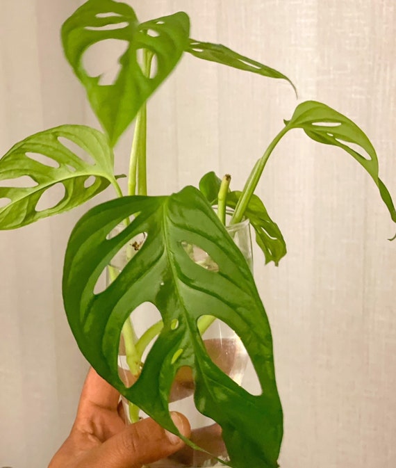 young monstera deliciosa Monstera Deliciosa | Trending Monstera Plant for Delivery main image 1