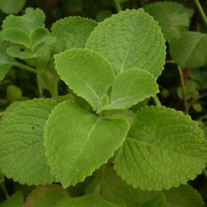 Menta Mexicana, Orégano Cubano, Borraja India, Tomillo Español, Planta Vicks, Plectranthus amboinicus, Planta De Carambola, Ajwain, Kapparella Orgánica