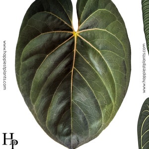 Anthurium fort sherman - Etsy 日本