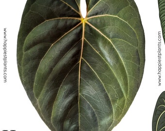 Anthurium Goliath (Darkest Panama) - Goliath x Semillas / Plántulas - Anthurium raro - El mejor regalo de Navidad - Regalo para amantes de las plantas