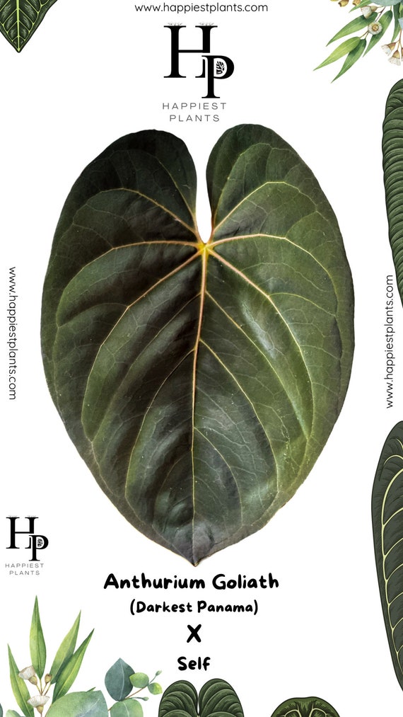 【花宇宙購入】Anthurium Goliath OG アンスリウム Anthurium Goliath (darkest Panama) - Goliath X Self Seeds