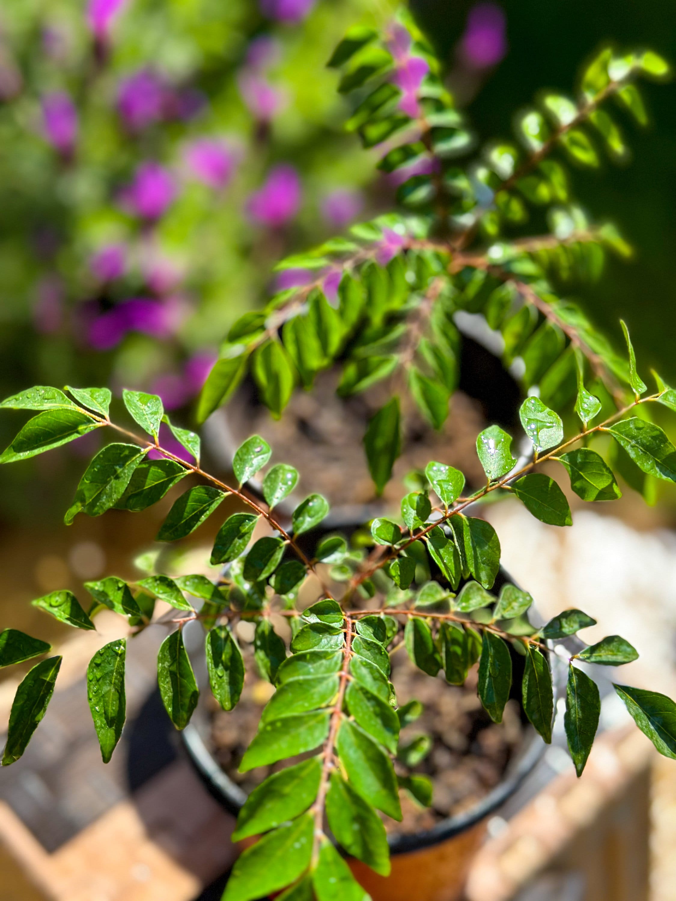 Curry Leaf Plant - Indian Gamthi Variety - Red Strands, Rare Variety,  Murraya, Edible Plants, Aromatic Sunlight Bergera Koenigii Beneficial -  Etsy Israel