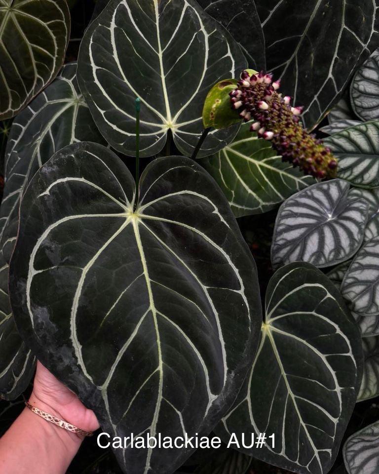 Anthurium Carlablackiae AU1 X AU2 Seedlings | Rare Anthurium