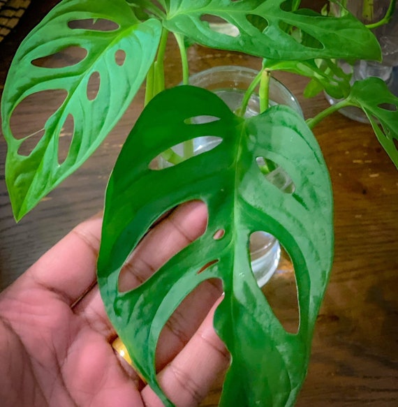 standleyana monstera Monstera standleyana albo main image 0