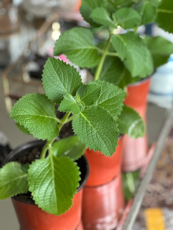 Porno birodarlar Madison Ivy