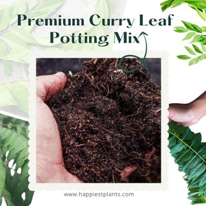 Puede incluir: Primer plano de una mano sosteniendo tierra para macetas de color marrón oscuro. La mezcla es rica y suelta, perfecta para cultivar plantas. El texto "Premium Curry Leaf Potting Mix" es visible en la parte superior de la imagen.