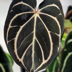 Anthurium carlablackiae - Etsy 日本