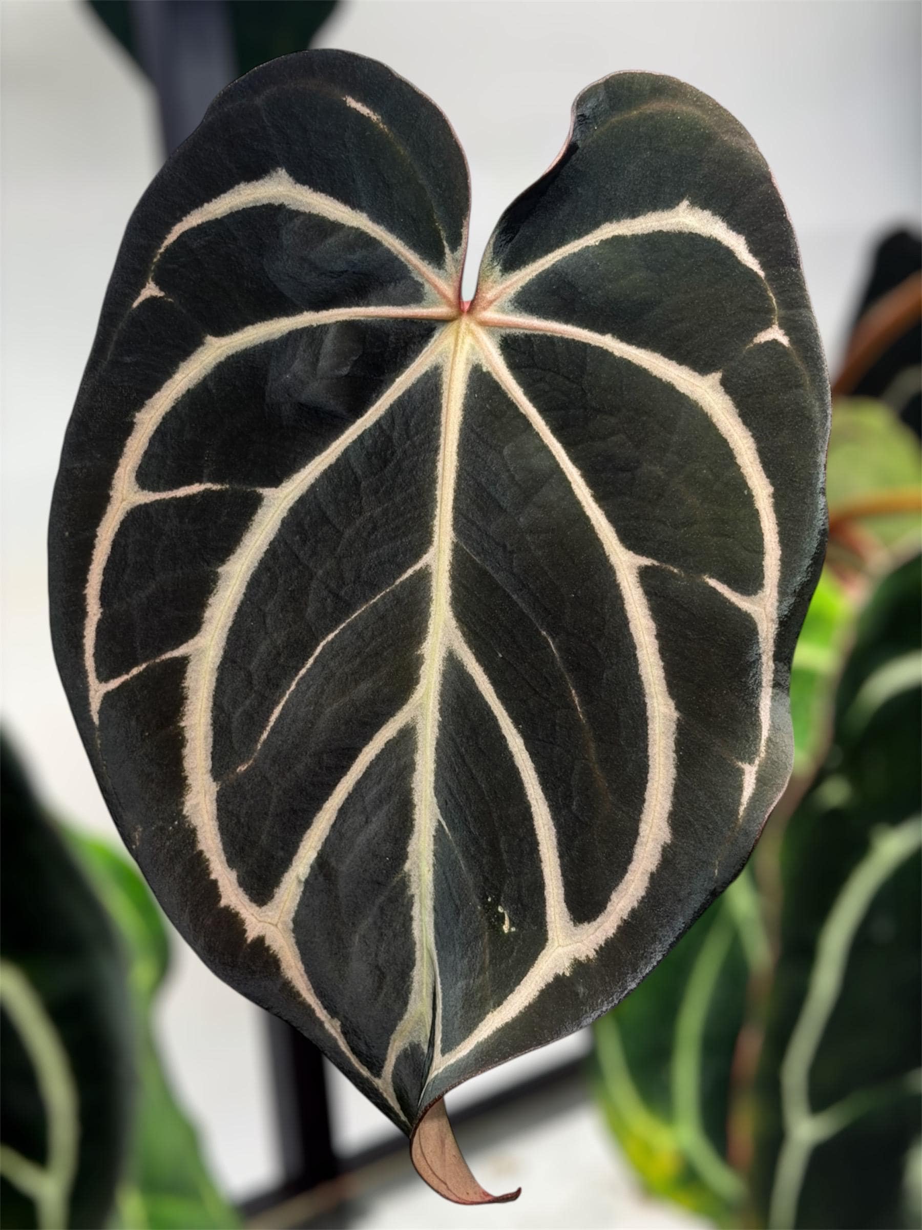 anthurium jemani variegata Anthurium Jenmanii Variegated Care