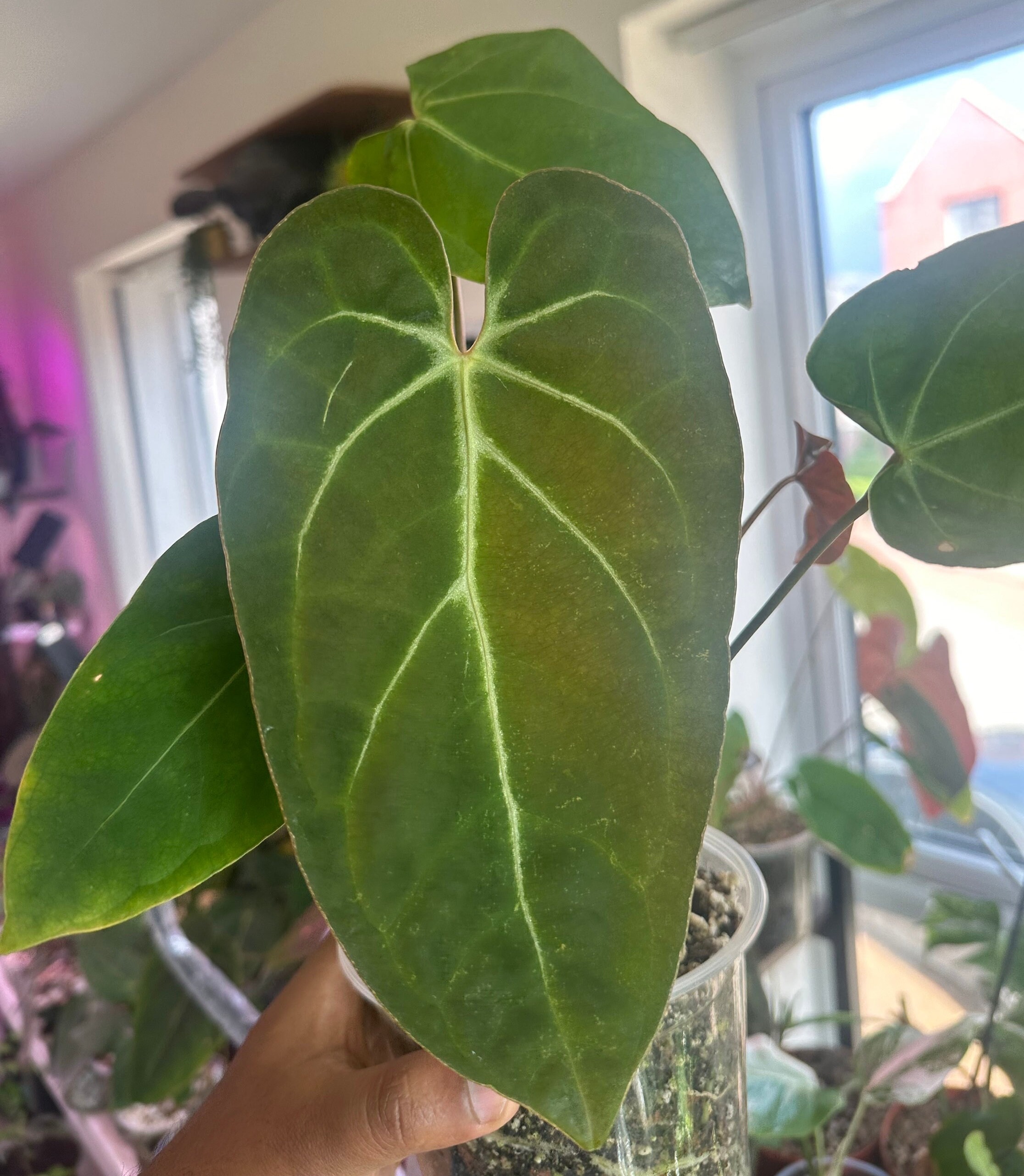Anthurium dressleri - Etsy 日本 Anthurium dressleri - Etsy 日本