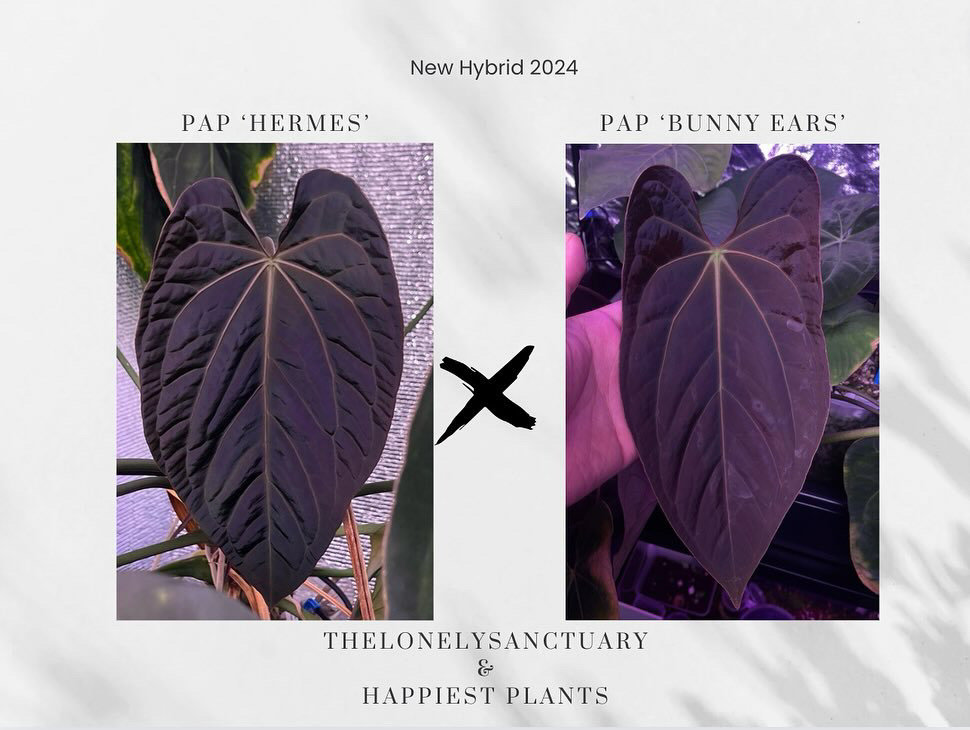 Anthurium papi - Etsy 日本