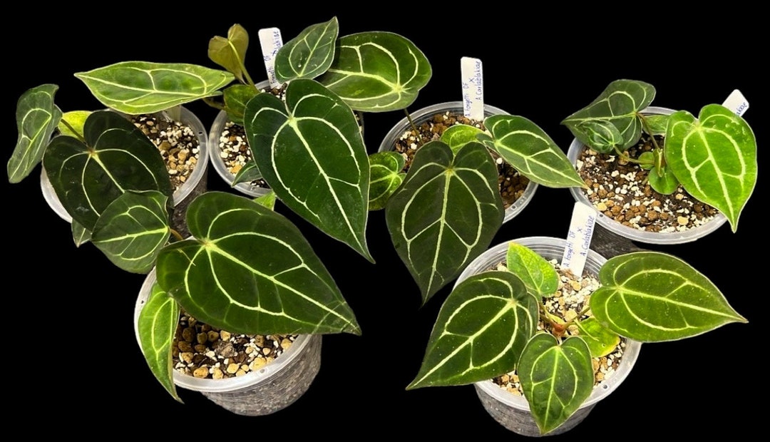 A. forgetii Aus var. × A. carlablackiae② il_1080xN.6091754538_go9x.jpg