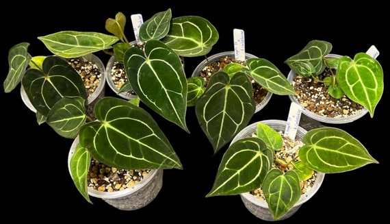 A. forgetii Aus var. × A. carlablackiae Forgetii DF X Carlablackiae | Rare Anthurium | UK Seller