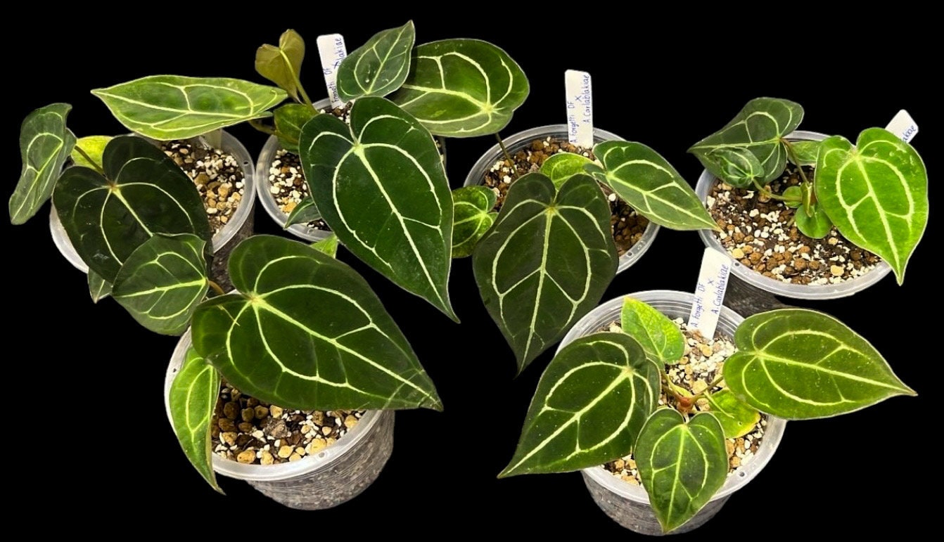 Anthurium zara x anthurium michelle - Etsy 日本 Anthurium zara x anthurium michelle - Etsy 日本