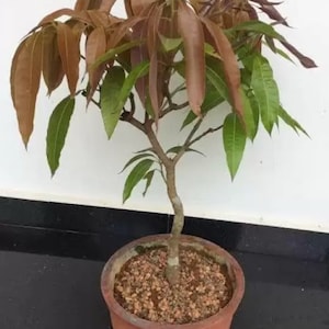 Bonsai Mango Tree - Dwarf | Fruiting Mango Bonsai Tree | Live Plant ...