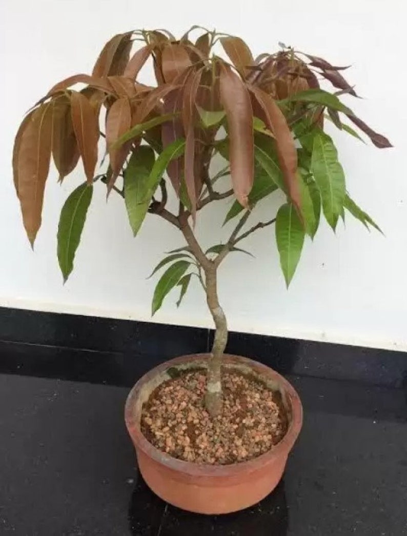 Bonsai Mango Tree Dwarf Fruiting Mango Bonsai Tree Live Etsy UK