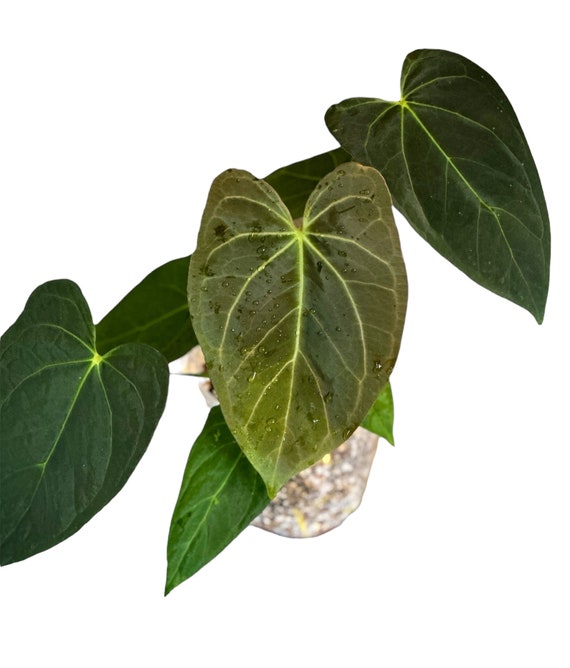 Anthurium Ace of Spades (AOS) X Blue Papillilaminum | Rare