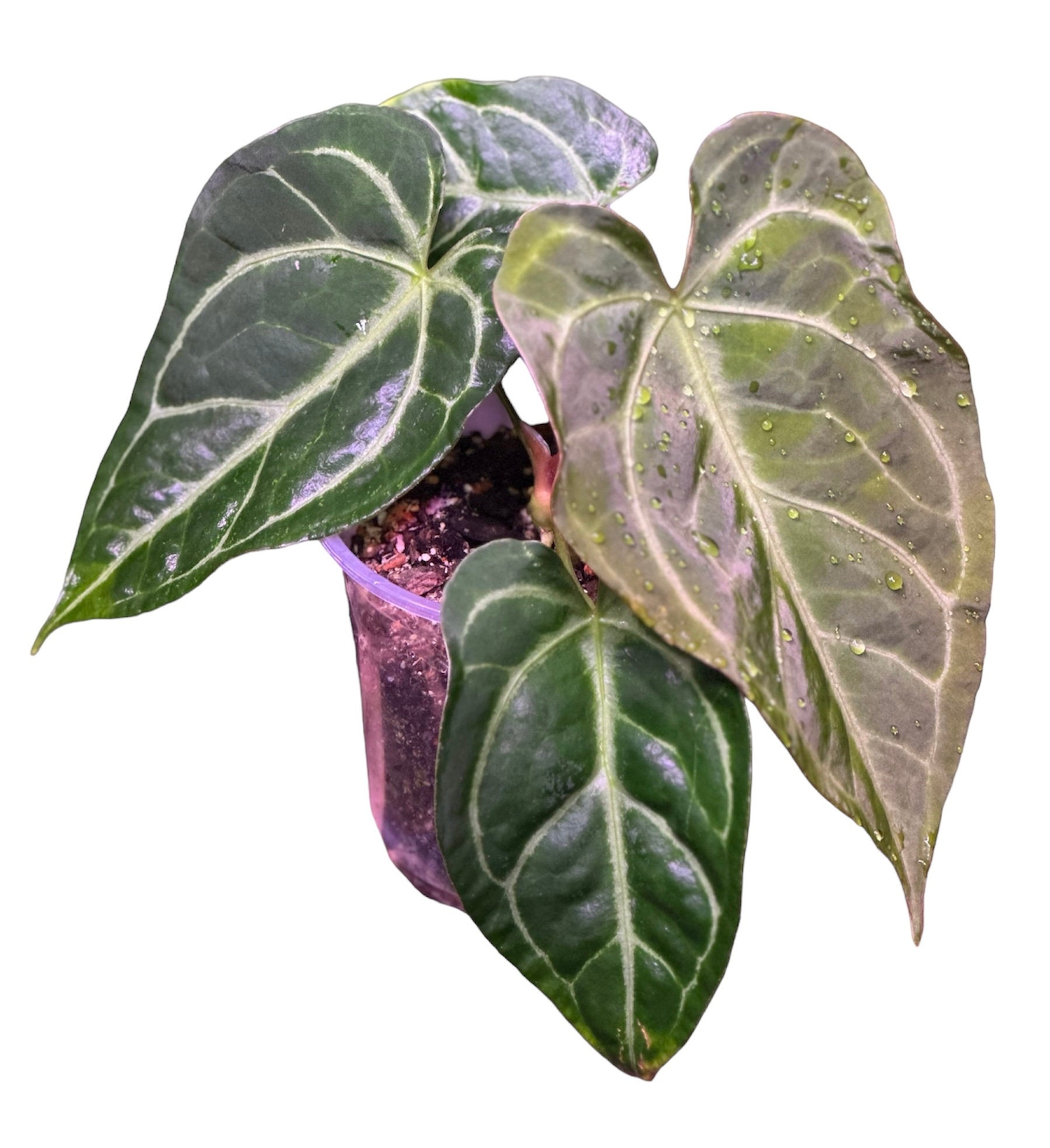 Anthurium king of spades plant - Etsy 日本