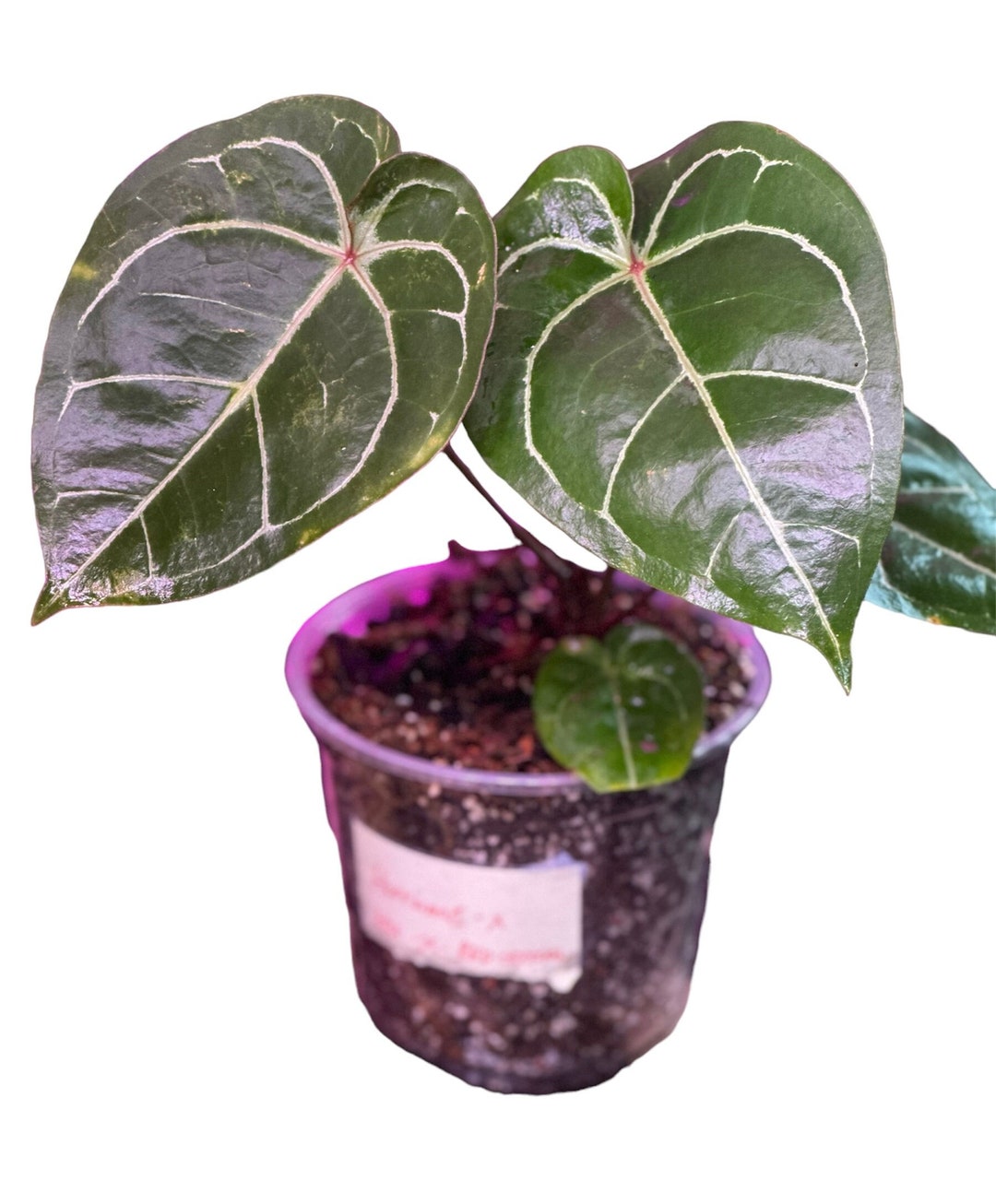 Anthurium KOS×Red crystalinumNSE from HU Anthurium Hoffmani Red Sinus X (HU / KOS X Red Crystallinum