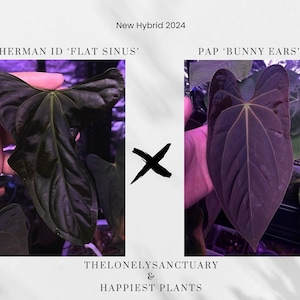 Anthurium fort sherman - Etsy 日本