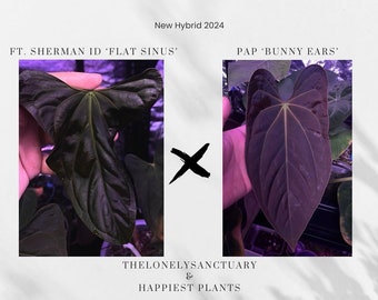 アンスリウム パピリラミナム RL x FS 苗木 (ラルフ・ライナム x