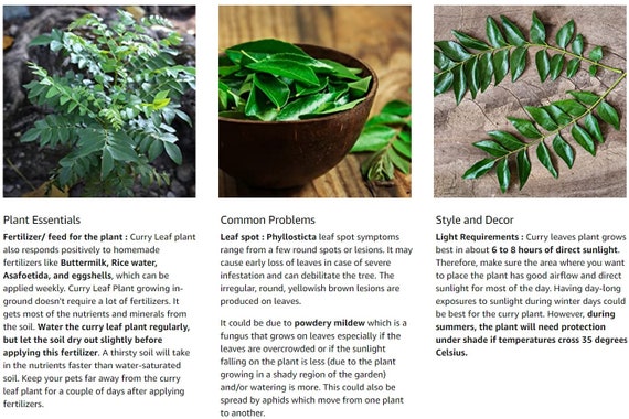 Organic Curry Leaf Plant - Gomati Dwarf Variety (murraya Koenigii, Sweet  Neem, Bergera Koenigii, Curry Veppila) - Etsy Norway