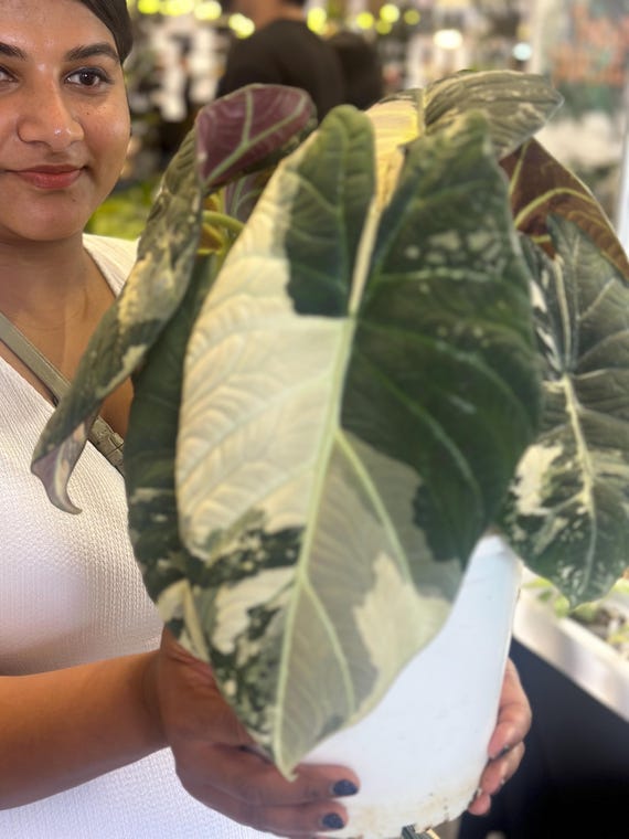 Alocasia Maharani Variegated- Variegated Alocasia Maharani - Rare