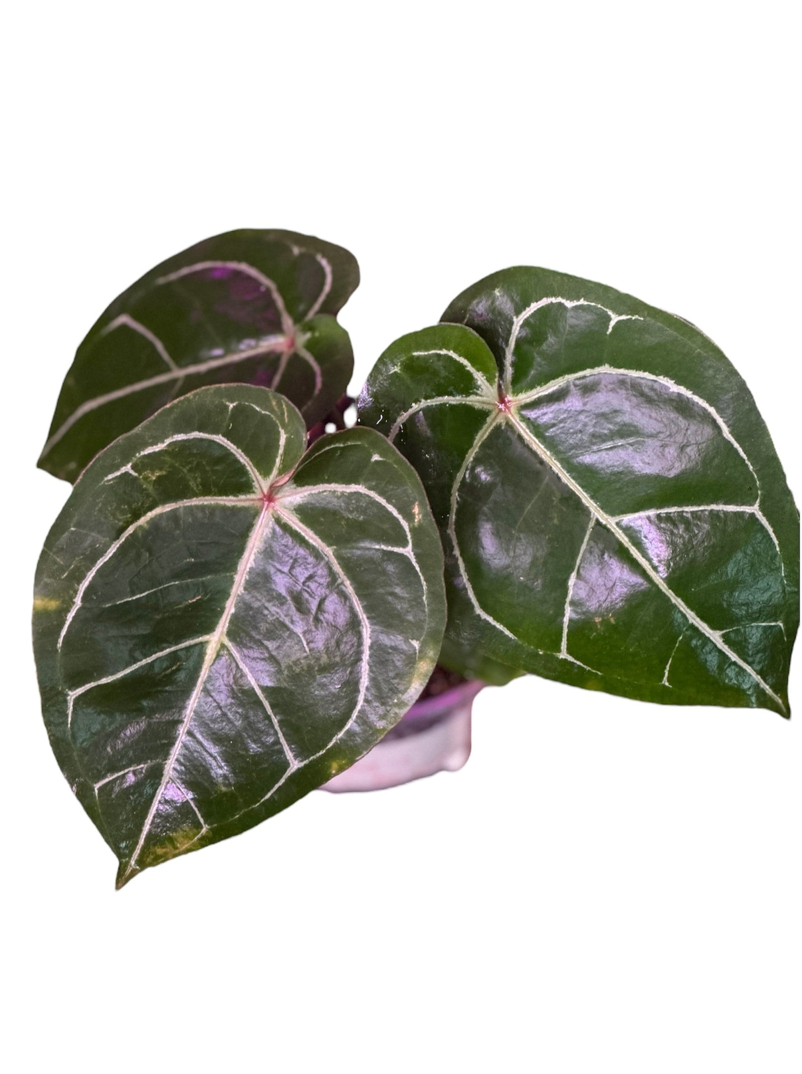 アンスリウム ホフマニ レッド サイナス x (HU / KOS x レッド