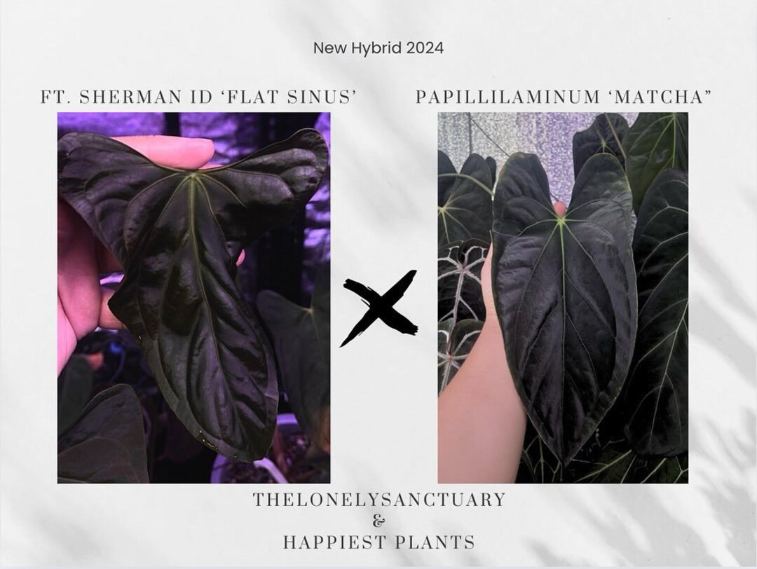 Papillilaminum GunaYala × Zara Michelle Papillilaminum GunaYala