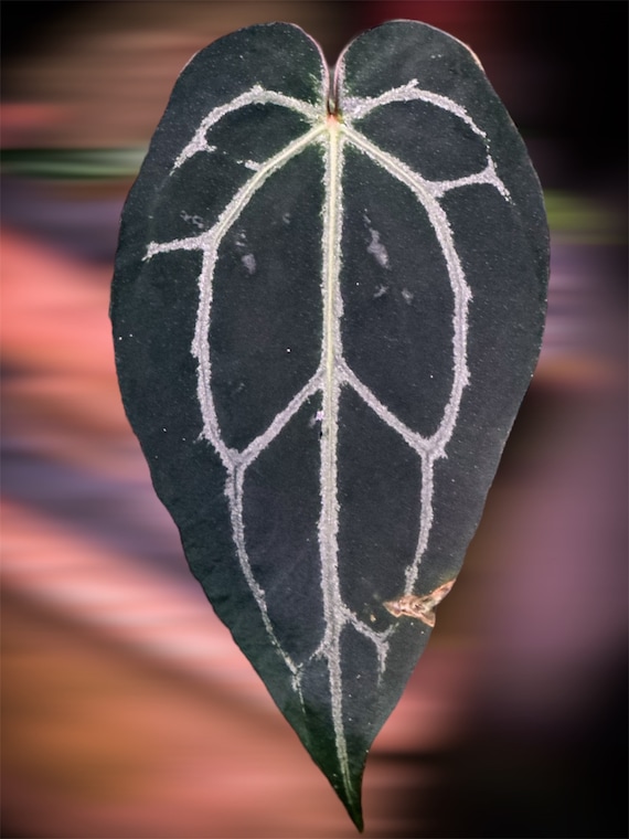 Anthurium MJ - Goliath X (black Widow X Michelle X Zara X Michelle