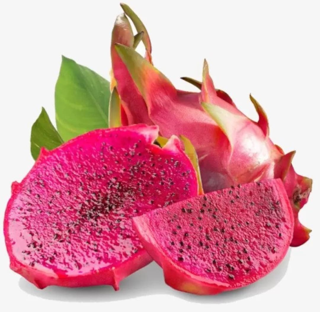 rotlaubige glanzmispel robusta Rotlaubige Glanzmispel 'Robusta Compacta' (Photinia fraseri) kaufen –  pflanzenmax.de