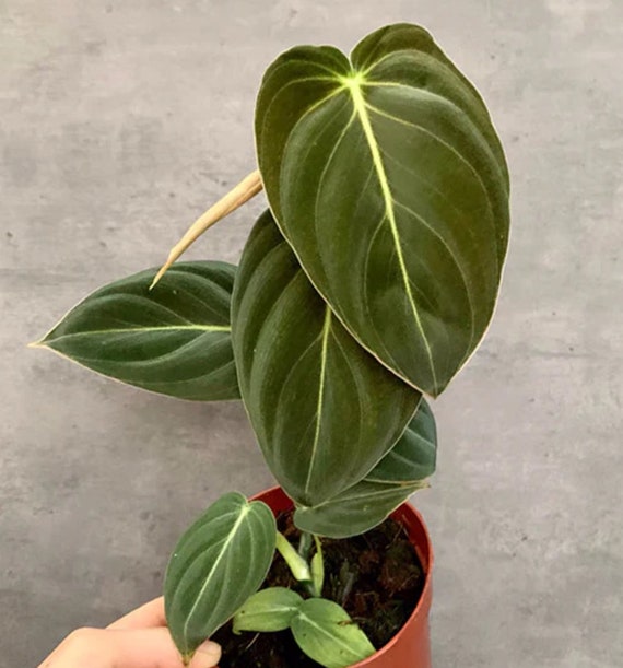 Philodendron Stecklinge - Melanochrysum & Micans - Frisch und Wurzelfertig  | Philodendron Melanochrysum Philodendron Micans | Stecklinge - Etsy.de