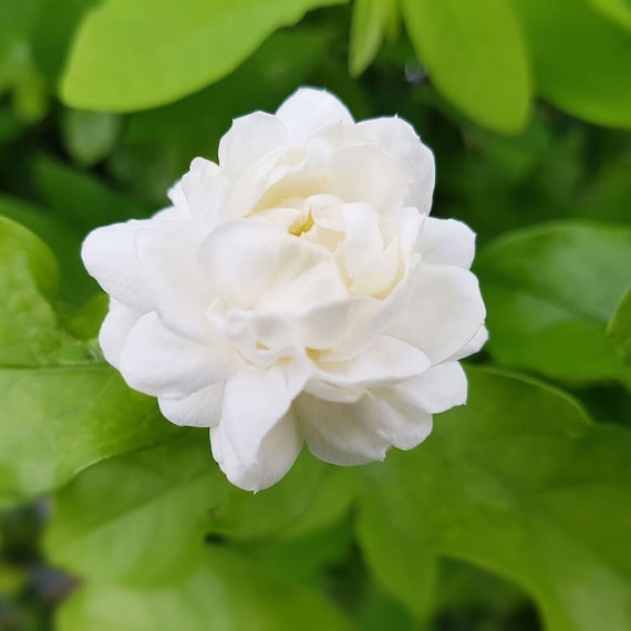 Jasminum Sambac | Kodai Malli | Arabischer Jasmin - Etsy sterreich