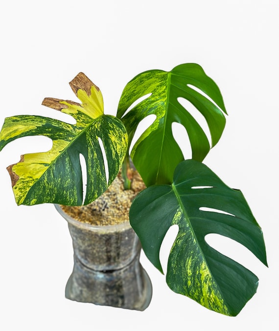 Monstera Aurea - Seltene Monstera Delicosia | Zimmerpflanzen | UK Verkufer  Monstera Aurea Marmorata Top Steckpflanze - Hohe Variegation - Etsy.de