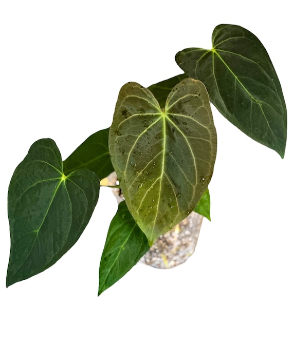 アンスリウム スペードのエース (AOS) x ブルーパピリラミン