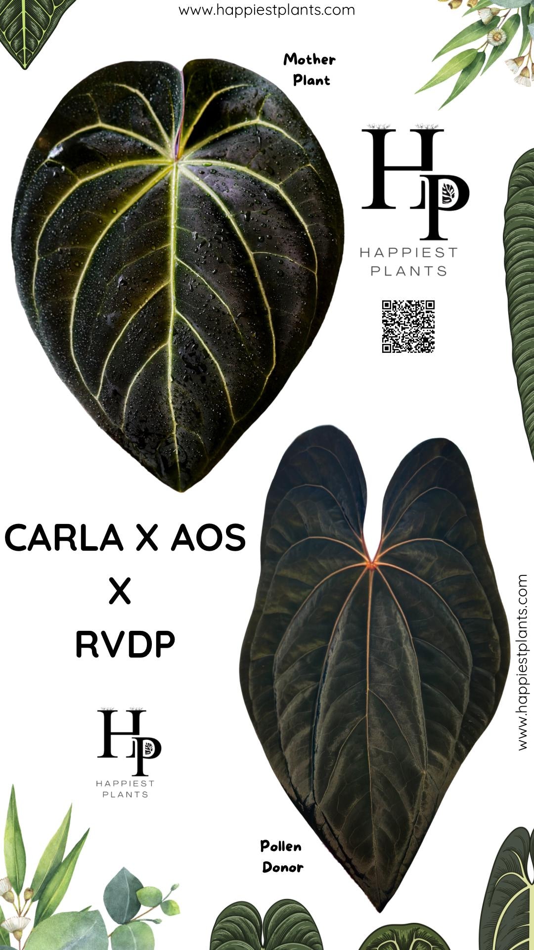 Anthurium Carlablackiae × AOS X RVDP | Carlablackiae AU1 | Ace of