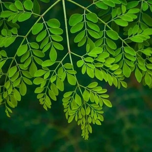 May include: A close-up of a branch of green moringa leaves against a dark green background.