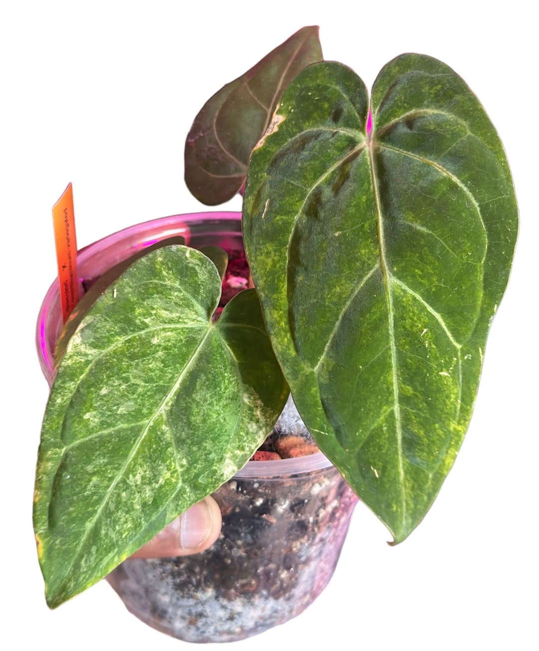 アンスリウム ドレスレリ x パピリラミナム 斑入り - アンスリウム