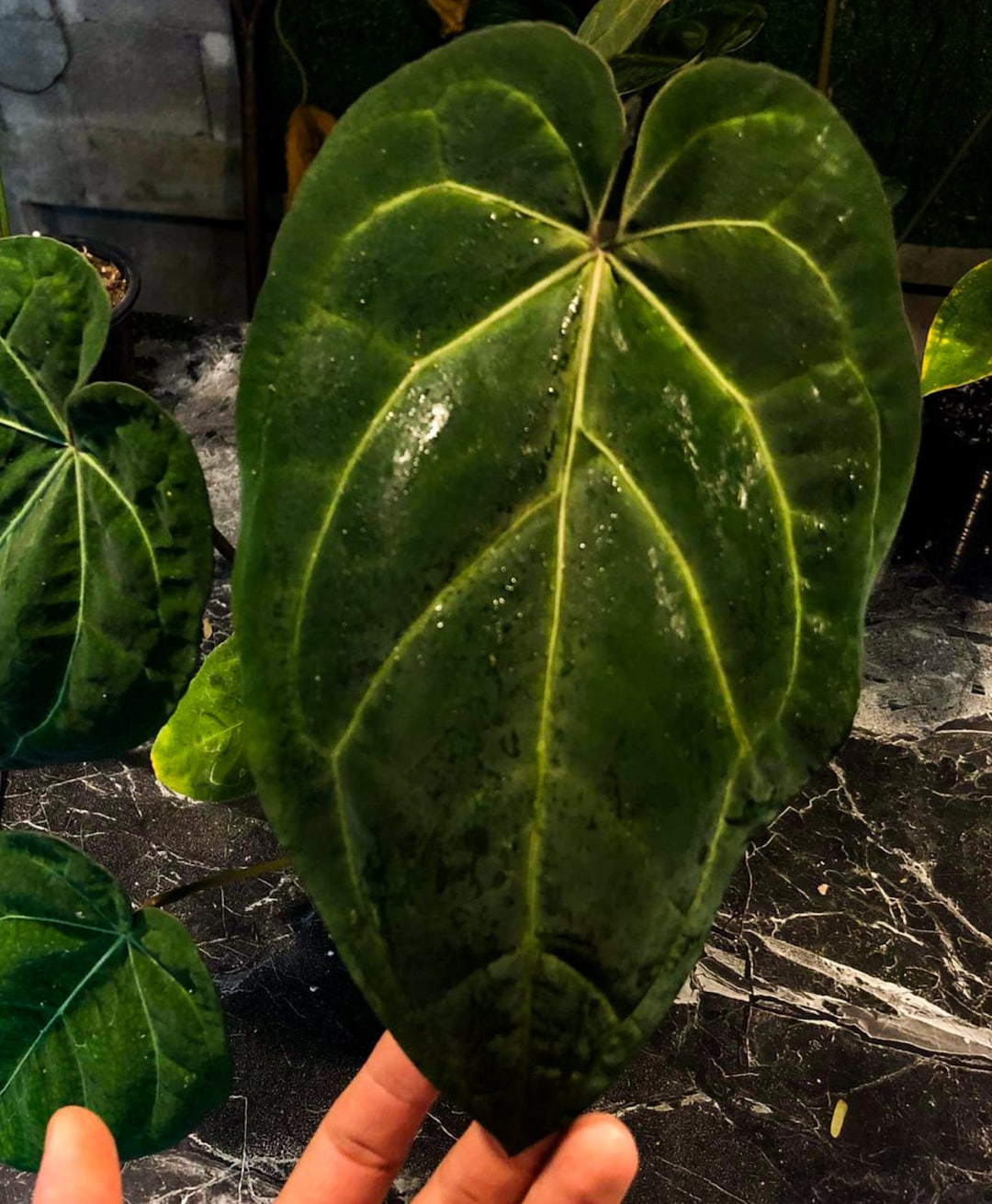 Anthurium Ace of Spadesアンスリウム エースオブスペード アンスリウム - スペードのエース (AOS) - インドダークフォーム