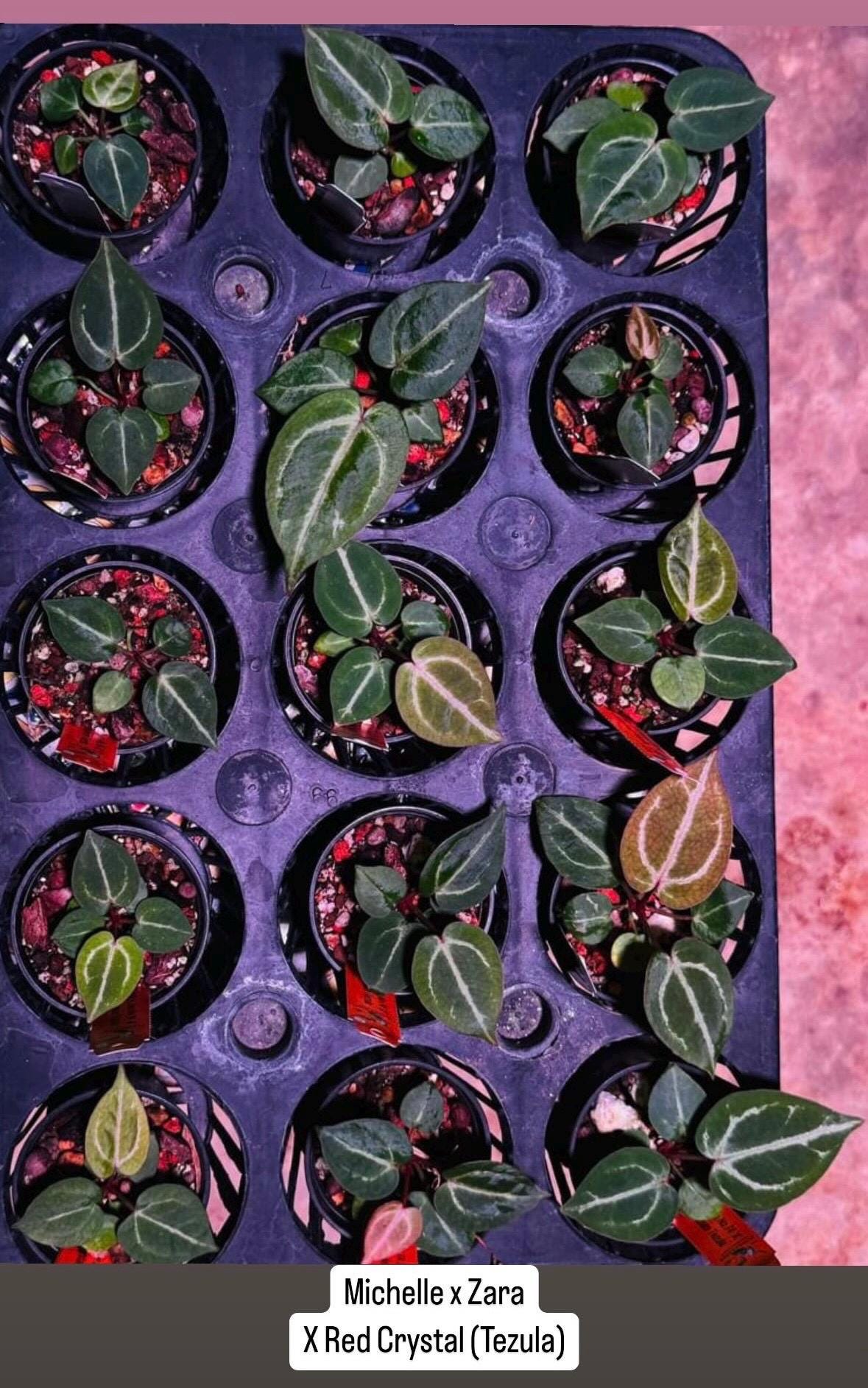 Anthurium zara x anthurium michelle - Etsy 日本 Anthurium zara x anthurium michelle - Etsy 日本