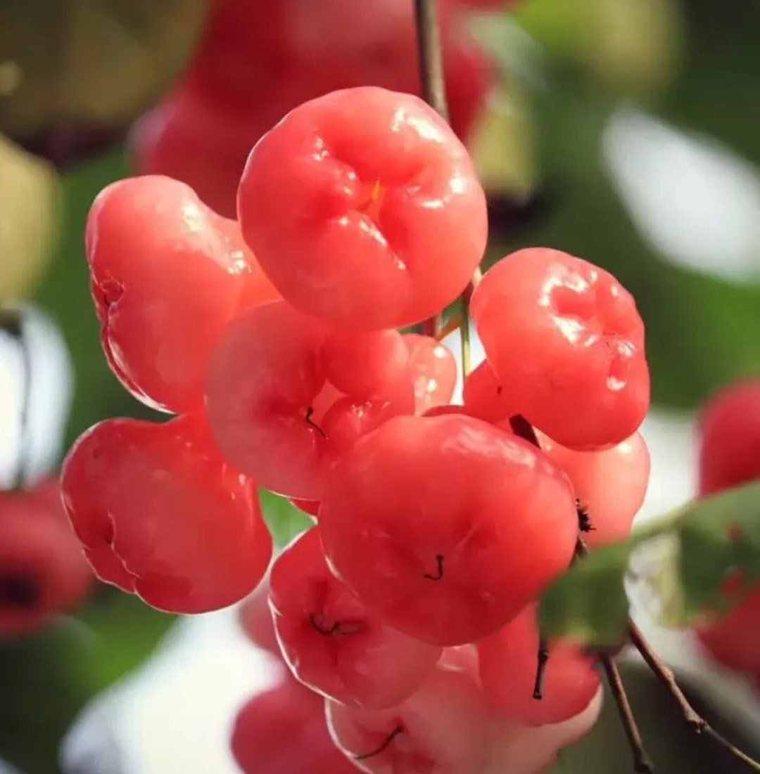 Rose Water Apple Live Sapling Champa Fruit Jambakka Fruit Jamba Fruit