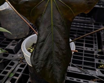 Anthurium Sp Nov DF X Antolakii RA1 - Rare Anthurium - Sp Nov Dark