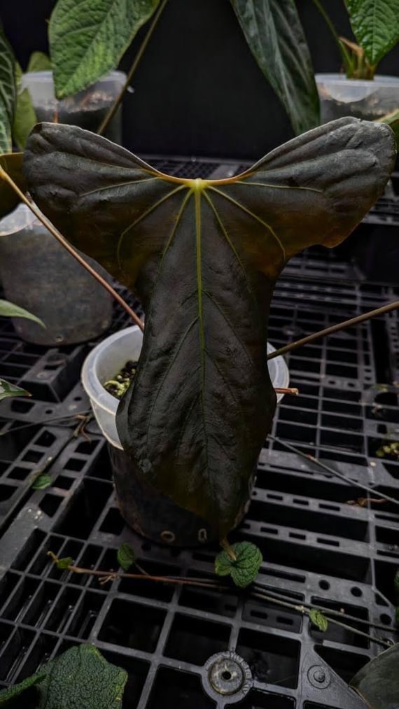 Anthurium Sp Nov DF X Antolakii RA1 - Rare Anthurium - Sp Nov Dark
