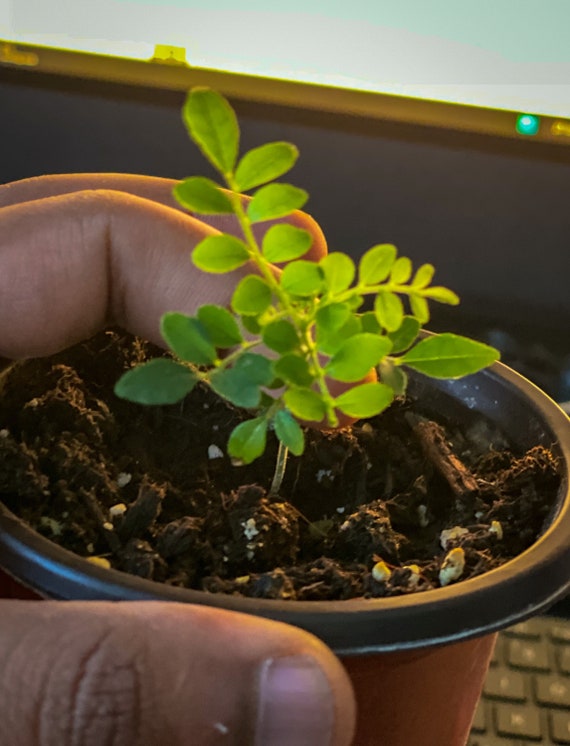 希少 中 オーガニックカレーリーフ 4年 タネも販売中 【公式通販】