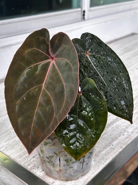 アンスリウム ブラッドムーン - ホフマニ レッドサイナス - 希少