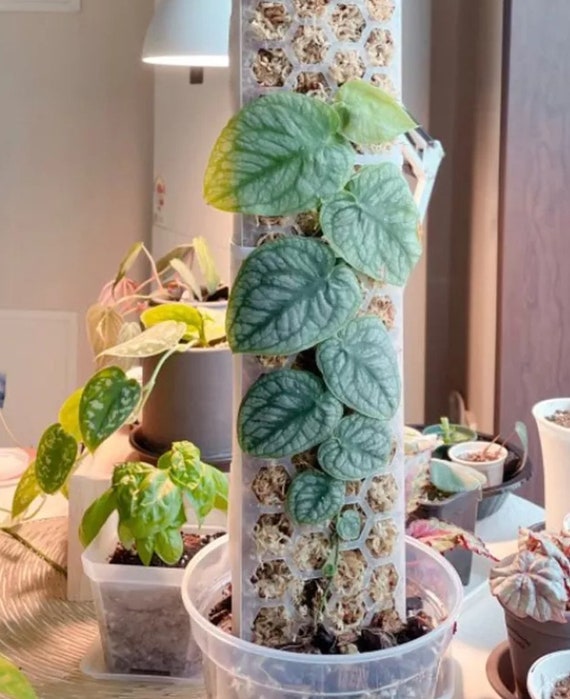 zimmerpflanze 200 cm Pachira aquatica | 200cm