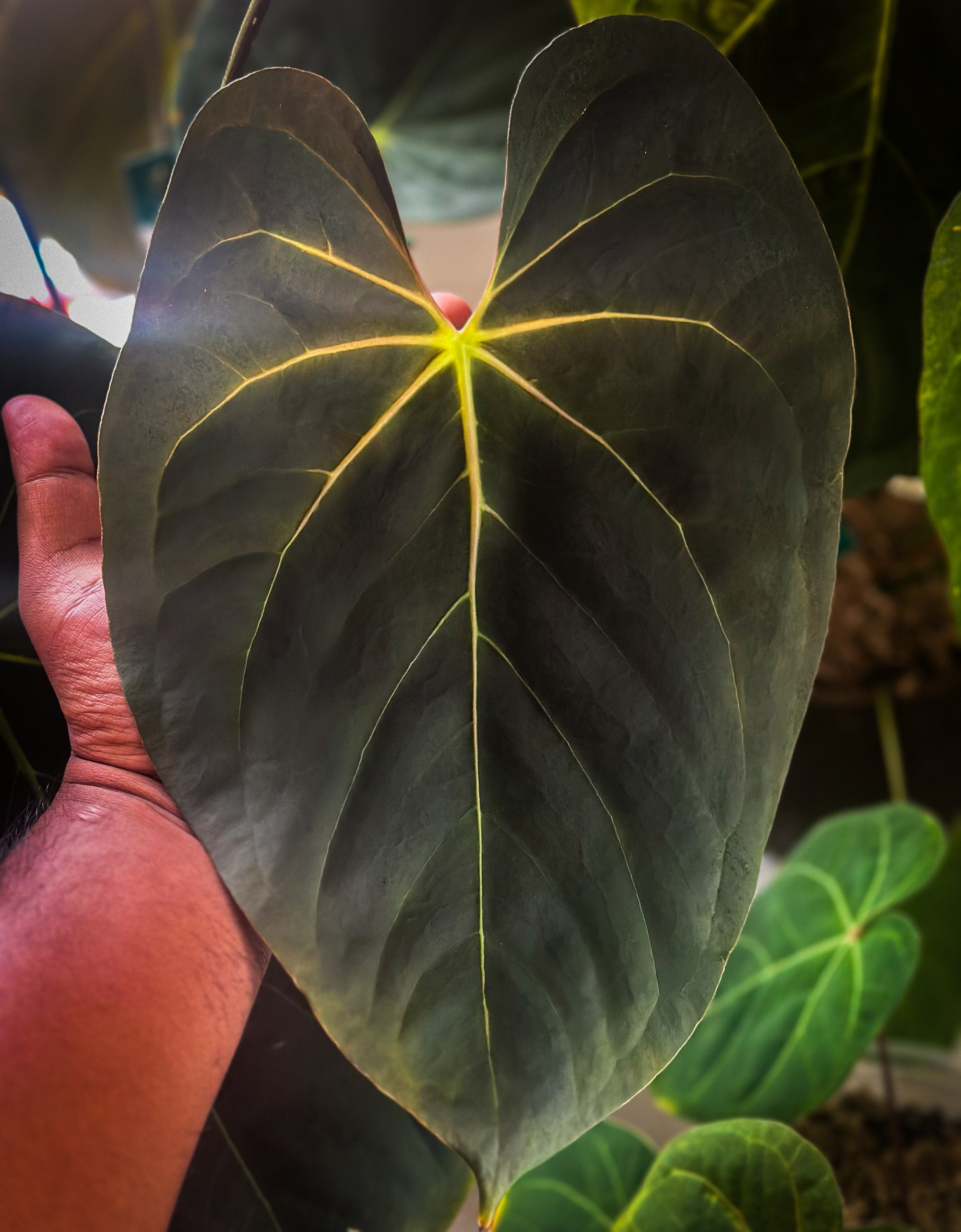 Anthurium Goliath (darkest Panama) - Goliath X Self Seeds / Seedling - Rare  Anthurium - Best Christmas Gift- Plant Lover Gift - Etsy Canada