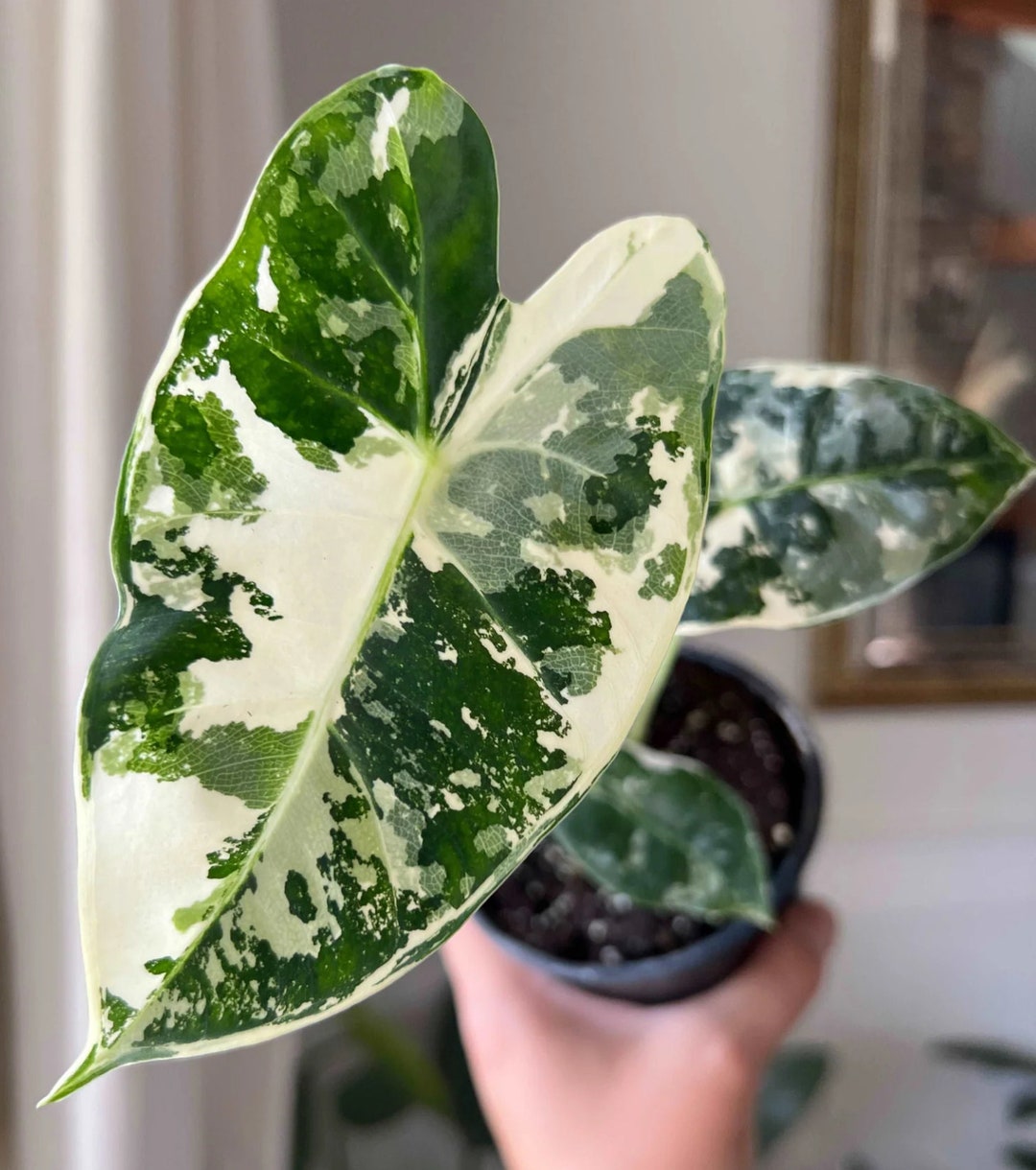 アロカシア フリーデック 斑入り - Etsy 日本