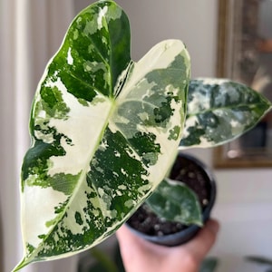 Alocasia Frydek Variegated